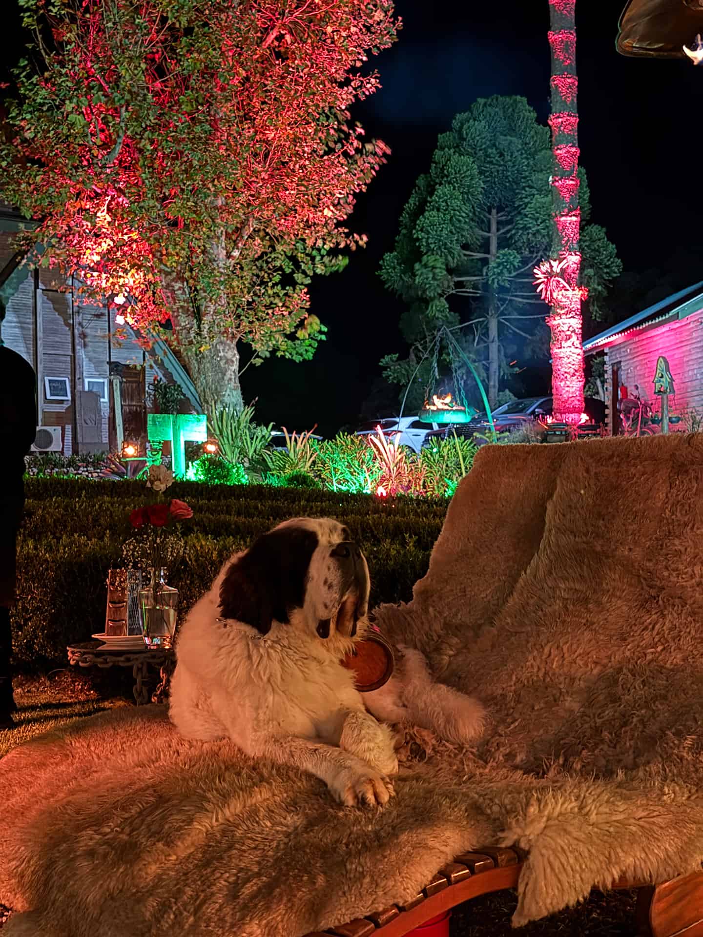 Cão descansando sobre uma manta à noite